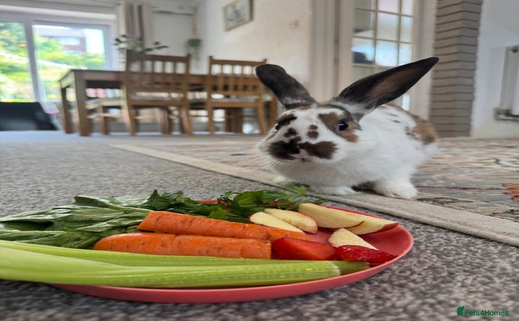 English Spot rabbits - Advert 1