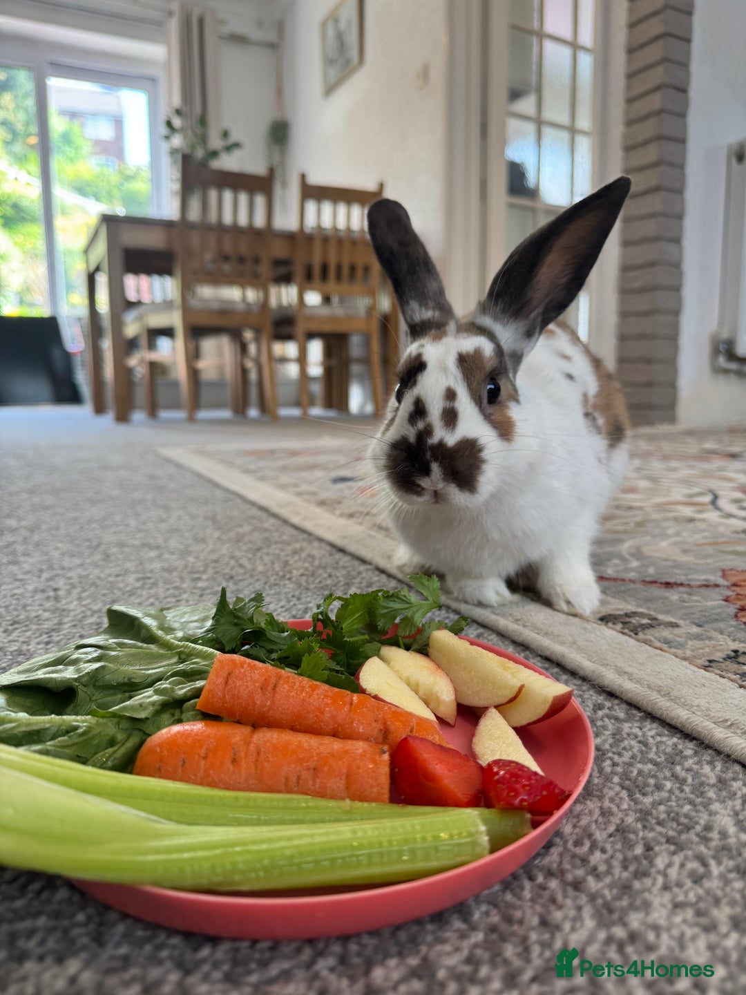 English Spot rabbits for sale: Tri coloured male rabbit - Image 1
