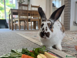 English Spot rabbits - Advert 1