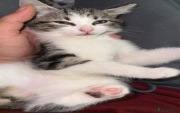 Mixed Breed cats for sale: Tabby Turkish angora - Image 2