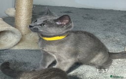 Russian Blue cats for sale: Russian Blue Kitten - Image 29