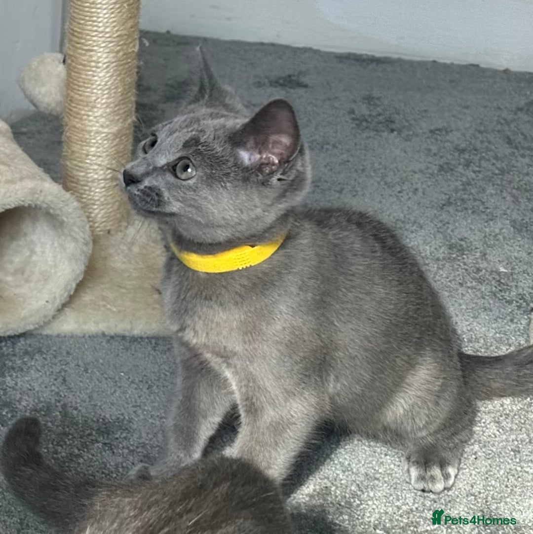 Russian Blue cats for sale: Russian Blue Kitten - Image 29