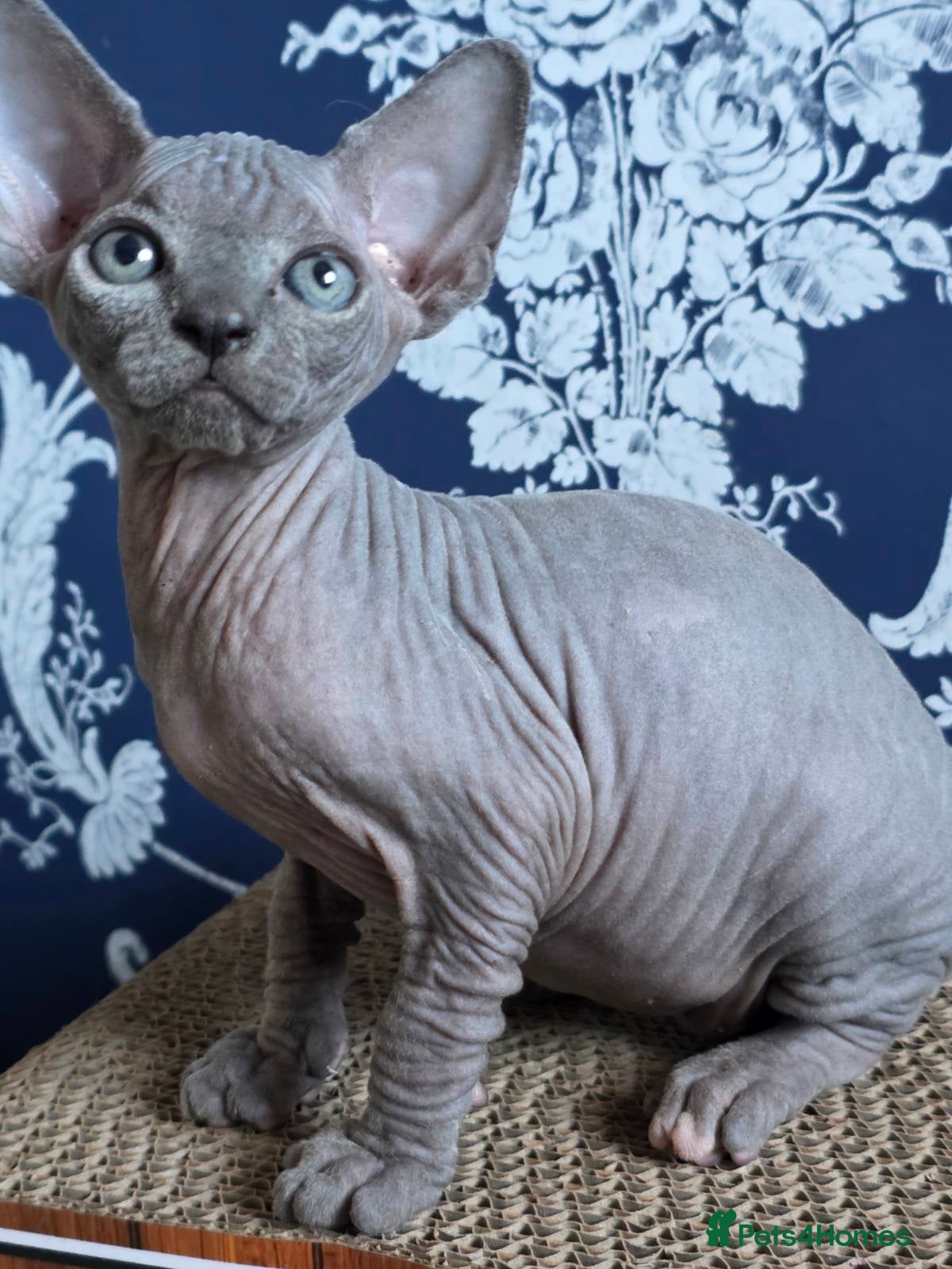 Sphynx cats FIFe registered stunning Sphynx kittens - Advert 5