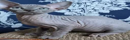 Sphynx cats for sale: FIFe registered stunning Sphynx kittens - Advert 8