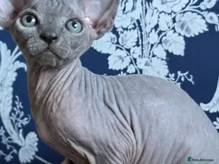 Sphynx cats FIFe registered stunning Sphynx kittens - Advert 5