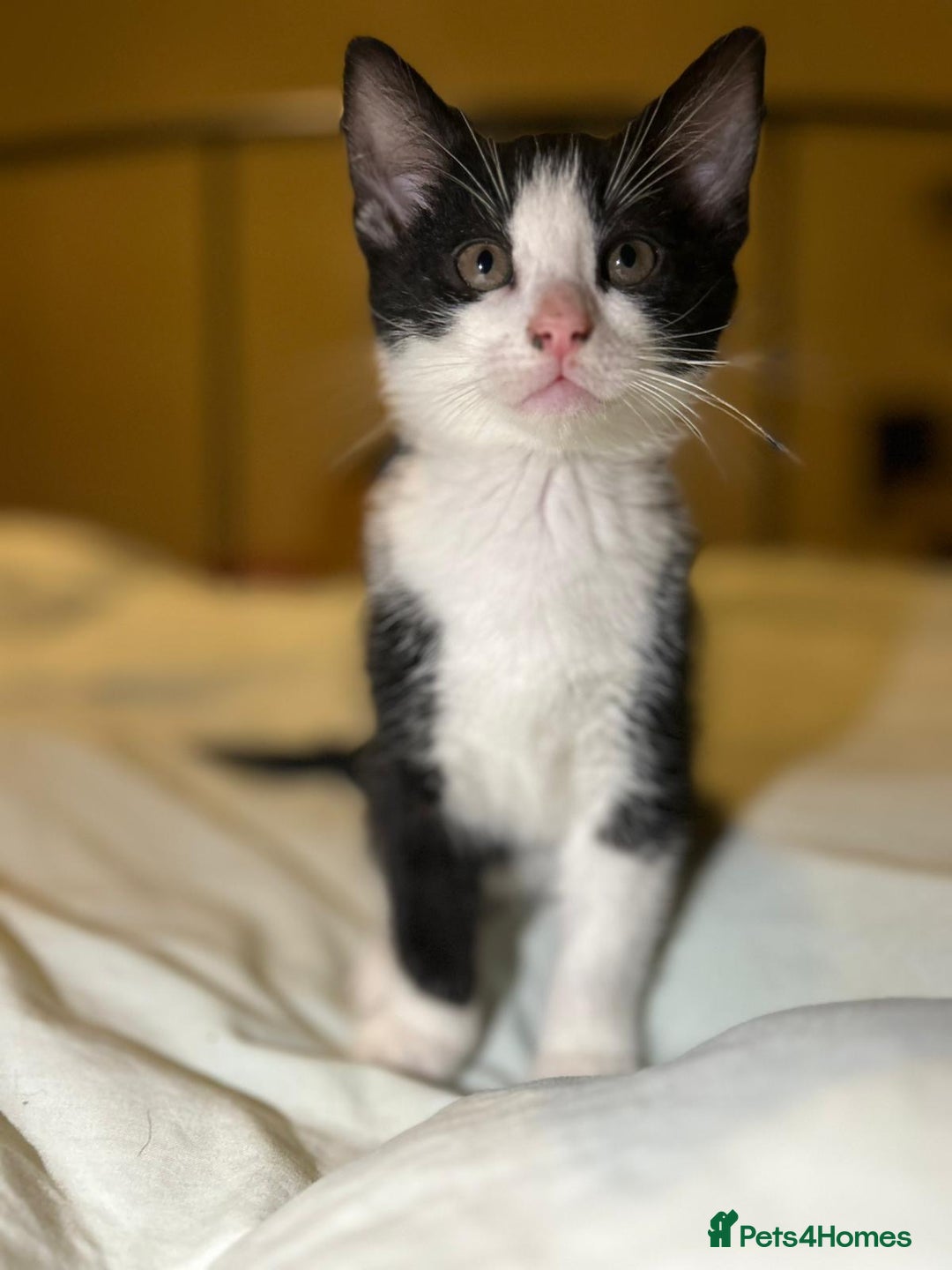 Russian Blue cats for sale: Russian blue kittens  - Advert 2