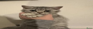 bsh 1