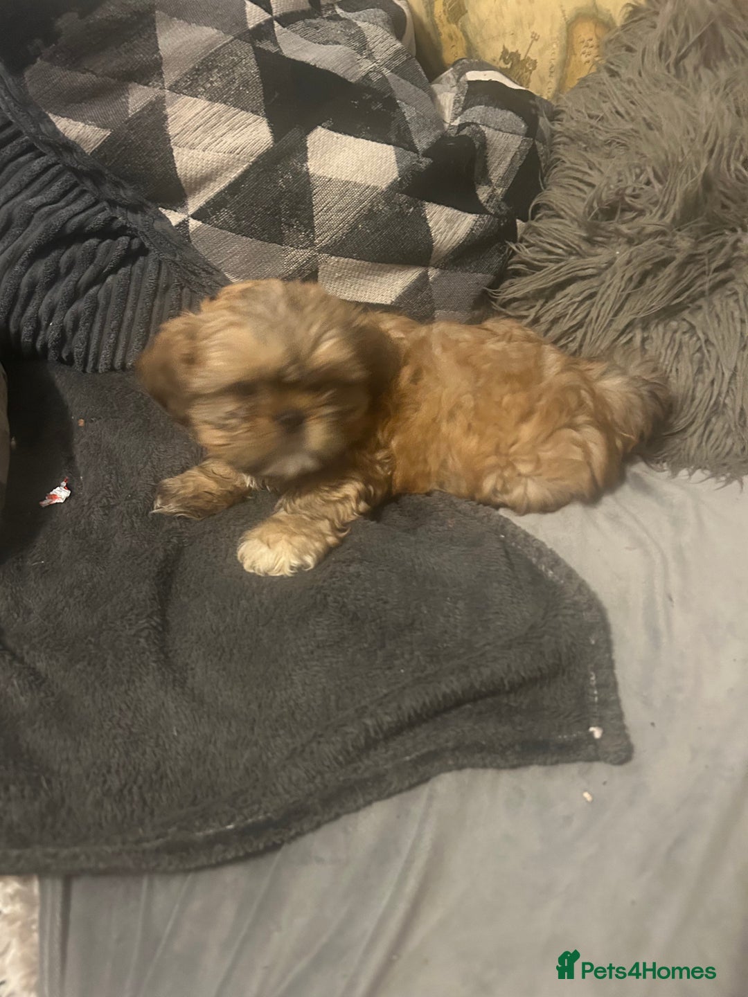Shih Tzu dogs for sale: Gorgeous little boy - Advert 18