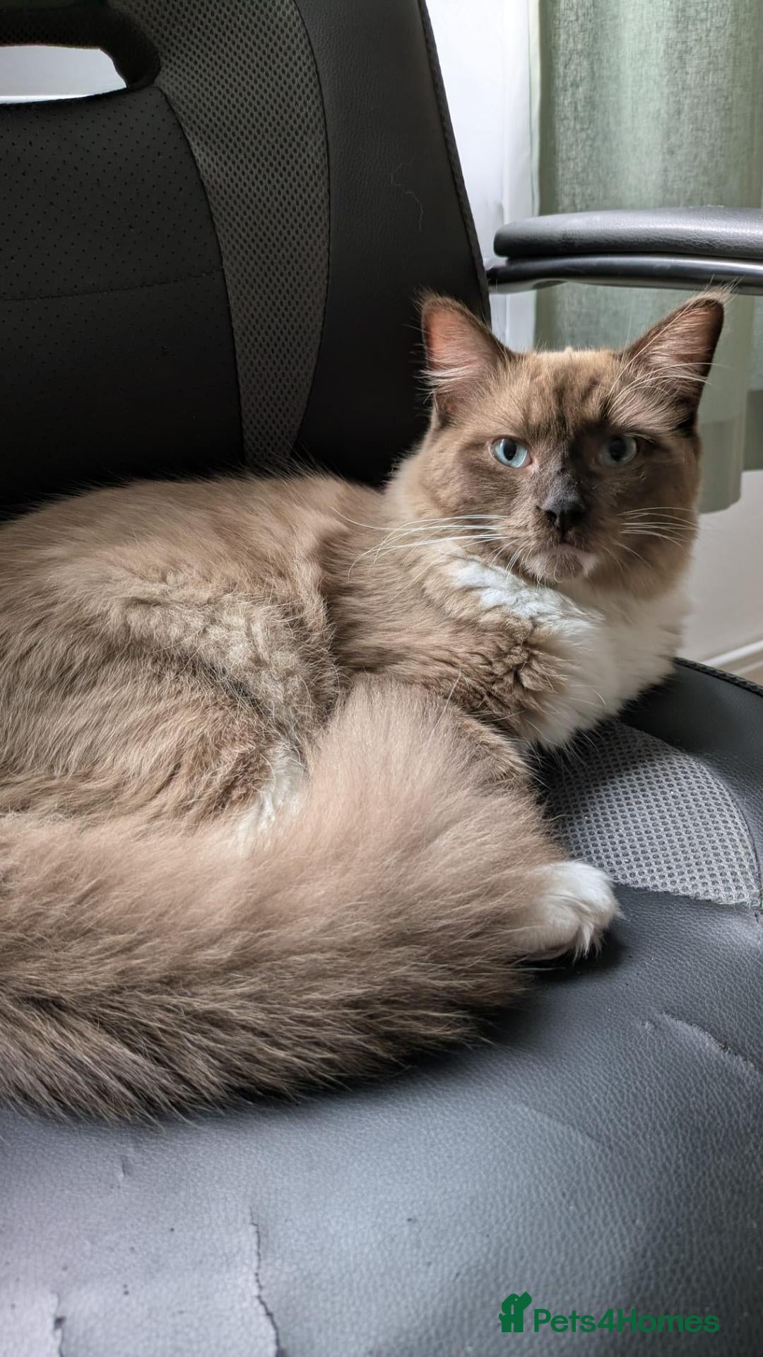 Ragdoll cats Chocolate Mink Mitted Ragdoll Boy – TICA - Advert 1
