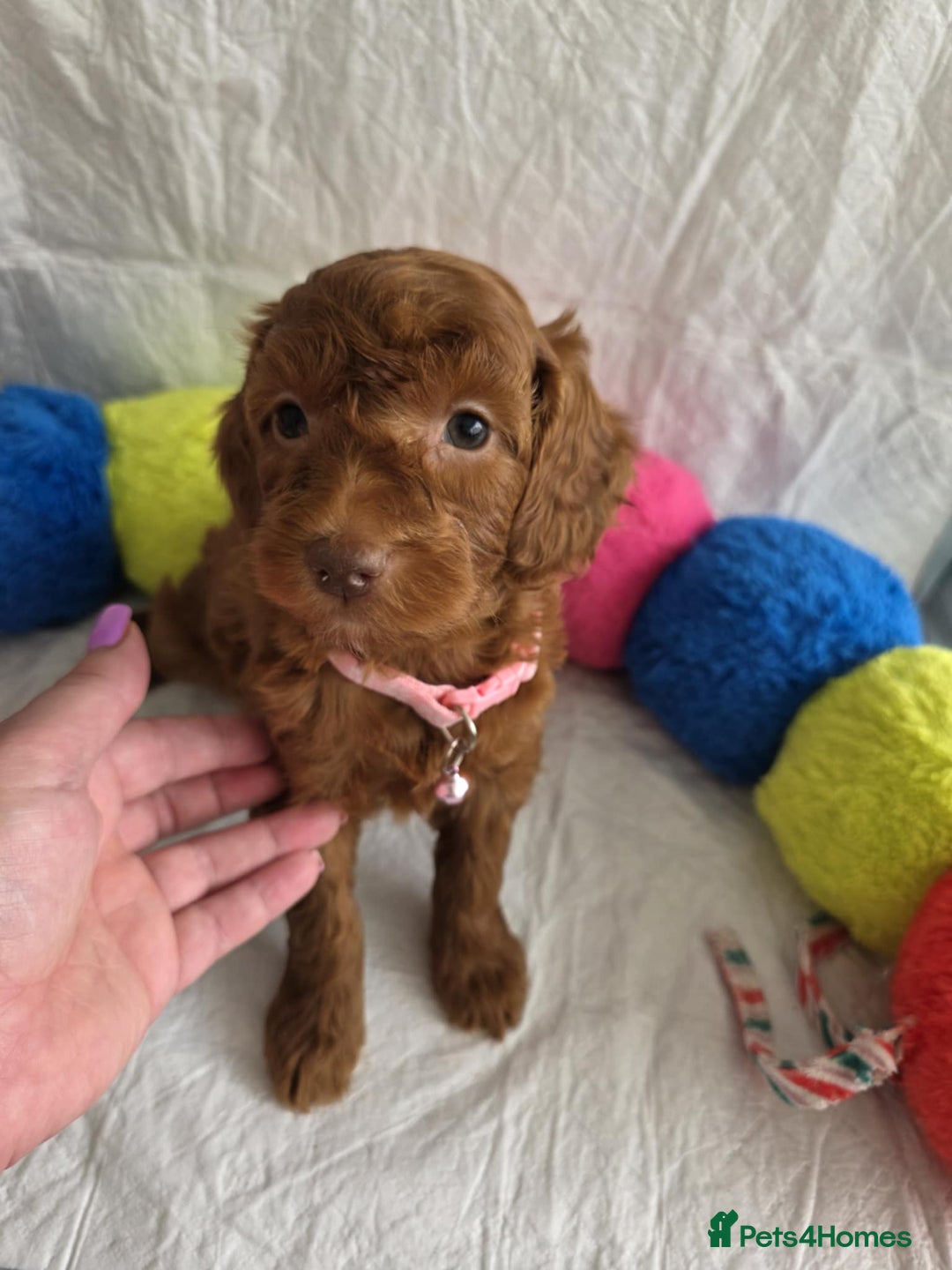 Goldendoodle dogs for sale: 👑Superb Rare Toy/Mini Deepest Red Goldendoodles👑 - Image 12