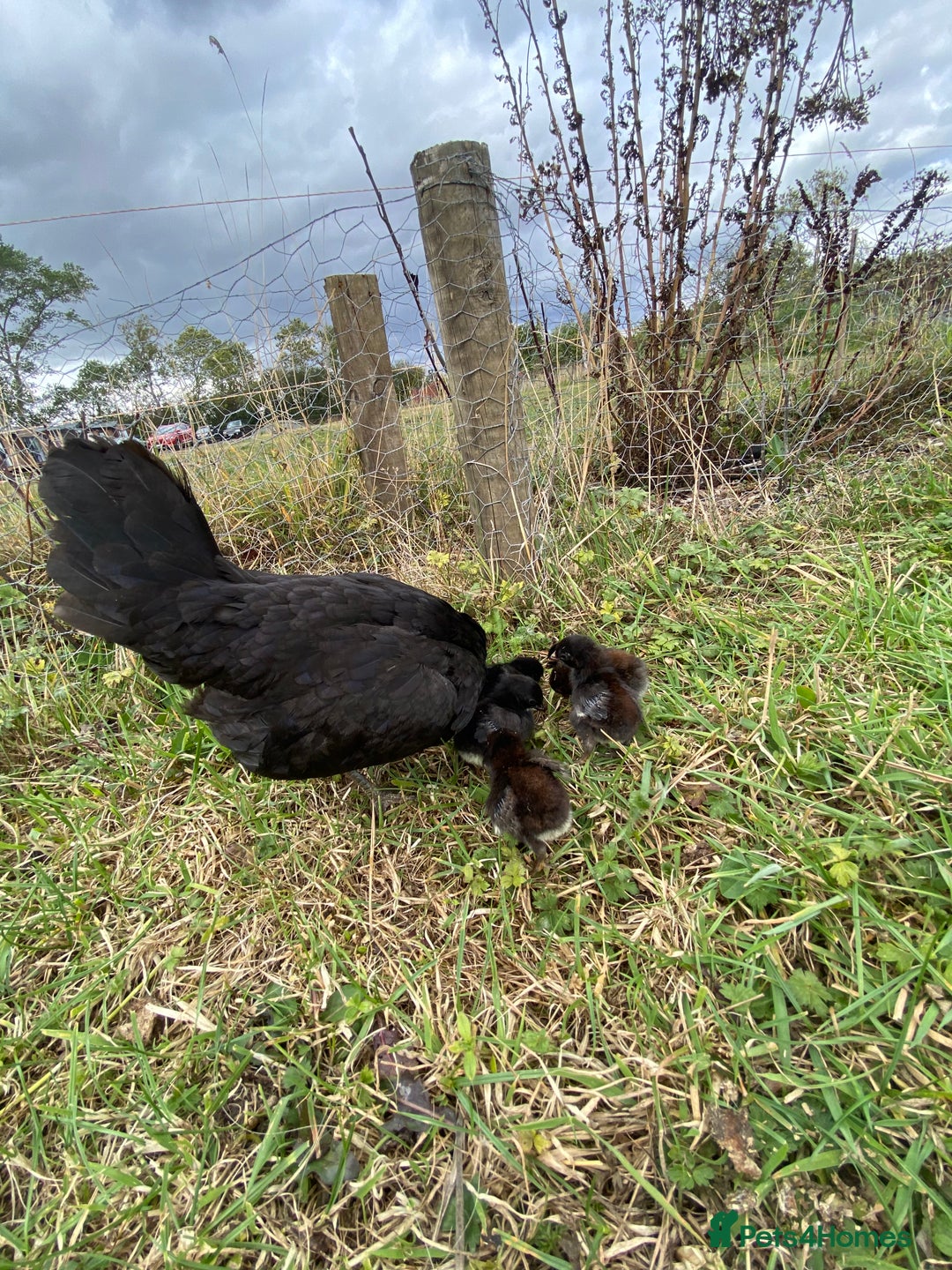Chickens poultry for sale: Old English Game - Image 2