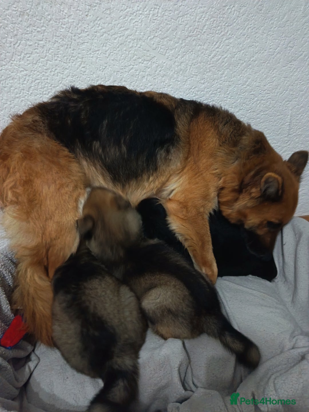 German Shepherd dogs for sale: BEAUTIFUL SABLE GERMAN SHEPHERD PUPS - Image 35