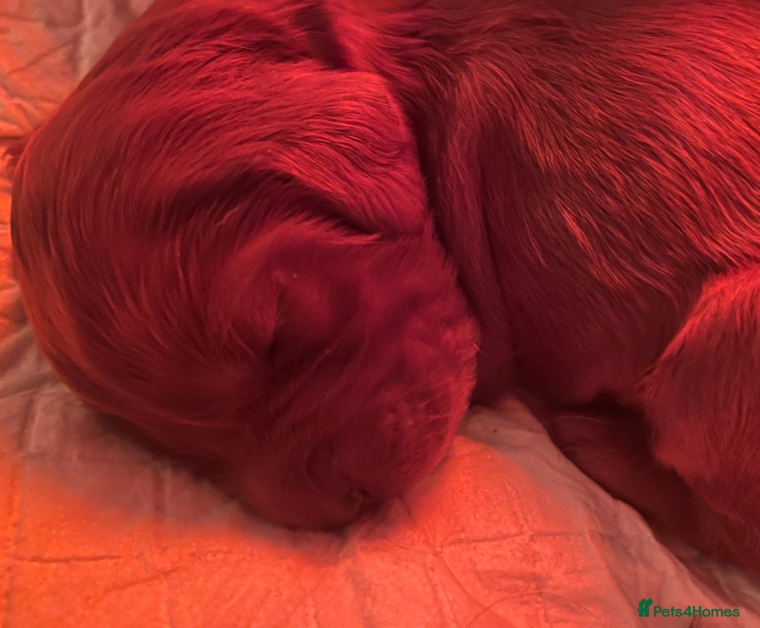 Irish Setter dogs for sale: Quality Irish setter puppies KC Registered - Advert 3