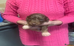 Cockapoo dogs for sale: Miniature f1 cockerpoos  - Image 8