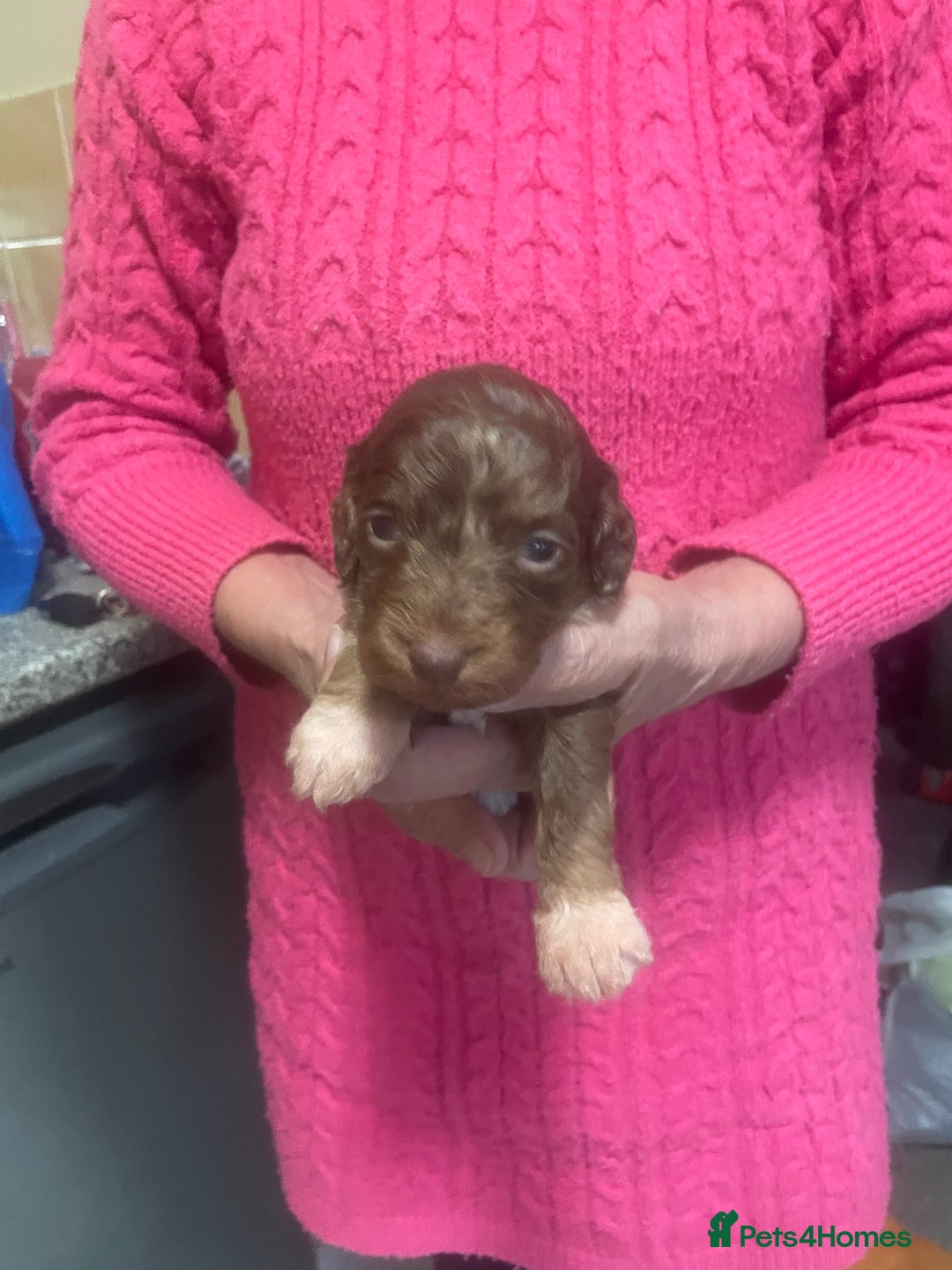 Cockapoo dogs for sale: Miniature f1 cockerpoos  - Image 8