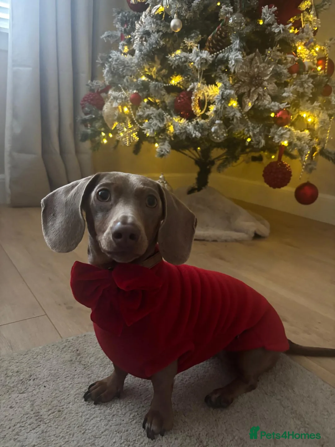 Miniature Dachshund dogs for sale: KC REGISTERED MINIATURE DACHSHUND MALE  - Advert 2