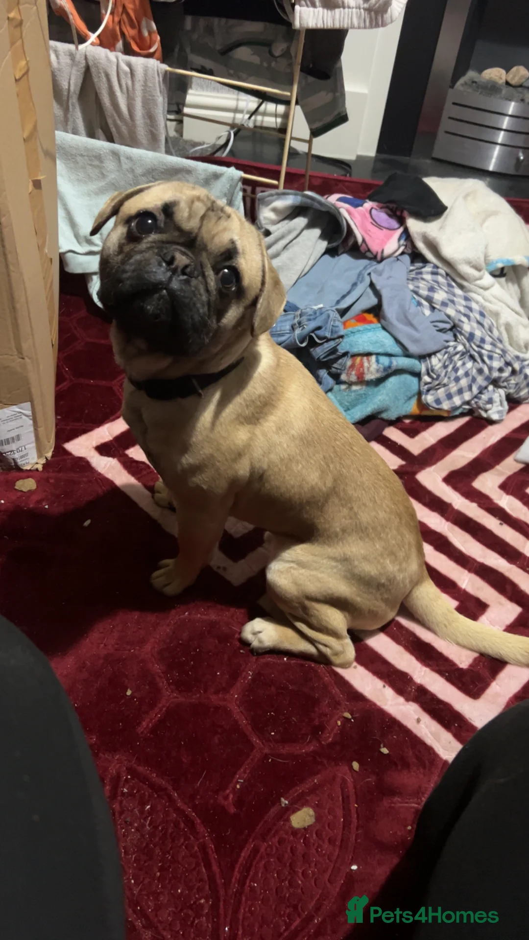 Frug dogs for sale: Dexter - Advert 2