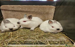 Netherland Dwarf rabbits for sale: Male Himalayan Netherland Dwarfs  - Image 2