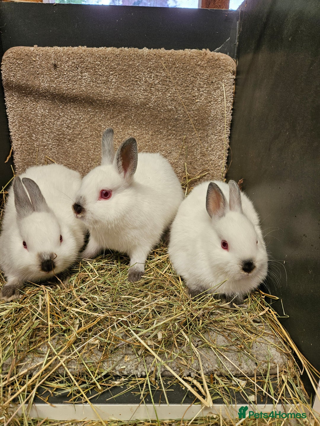 Netherland Dwarf rabbits for sale: Male Himalayan Netherland Dwarfs  - Image 2