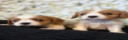 Cavalier King Charles Spaniel dogs for sale: Last one - Ready to go - Beautiful KC Registered  - Advert 12