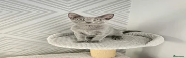 Russian Blue 2