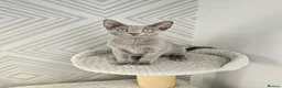 Russian Blue cats for sale: GCCF Registered Russian Blue Kittens - Advert 3