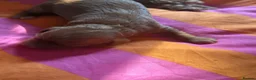 Cockapoo dogs for sale: 3 beautiful fox red Cockapoos puppies  - Advert 3