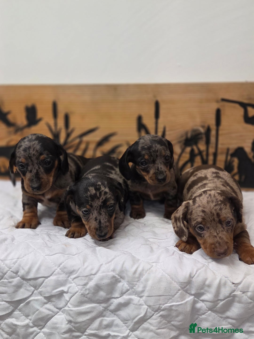 Miniature Dachshund dogs for sale: QUALITY PRA CLEAR MIN DACHSHUNDS  - Advert 6
