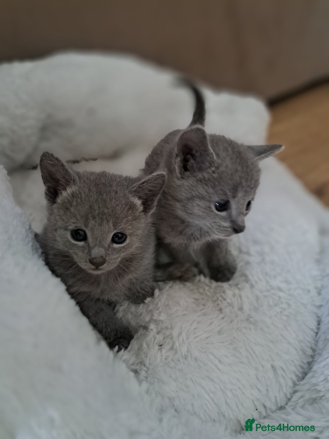 Russian Blue cats for sale: TICA Russian Blue Kittens Pedigree in Derby - Image 9