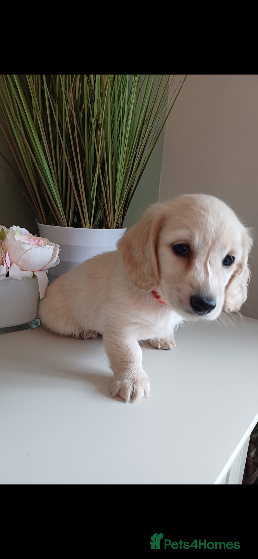 Miniature Dachshund dogs for sale: Kc reg cream longhair minature dachshund  - Image 1