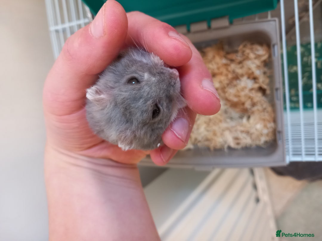 Hamster rodents for sale: Hamster for (Cage & accessories included) - Image 2