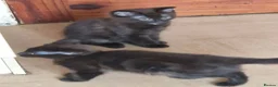 Mixed Breed cats for sale: 2 beautiful mixed siberian kittens left for sale - Advert 4