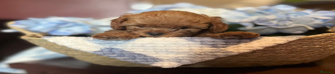 Shihpoo Puppy 1