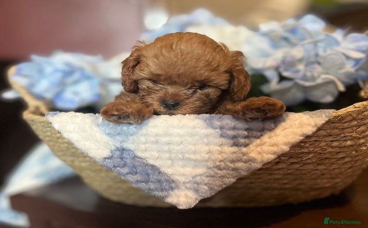 Shihpoo dogs - Advert 2