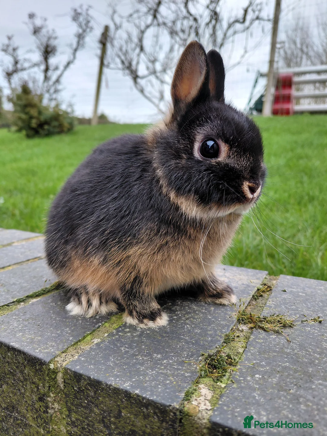Netherland Dwarf rabbits for sale: Netherland Dwarf girls - Advert 1