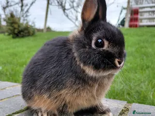 Netherland Dwarf rabbits Netherland Dwarf girls - Advert 1