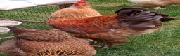 Chickens poultry for sale: LF Brahma Partridge, Lemon Pyle, golden lace - Advert 8