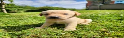 Labrador Retriever dogs for sale: Quality KC Fox Red Labradors  - Advert 10