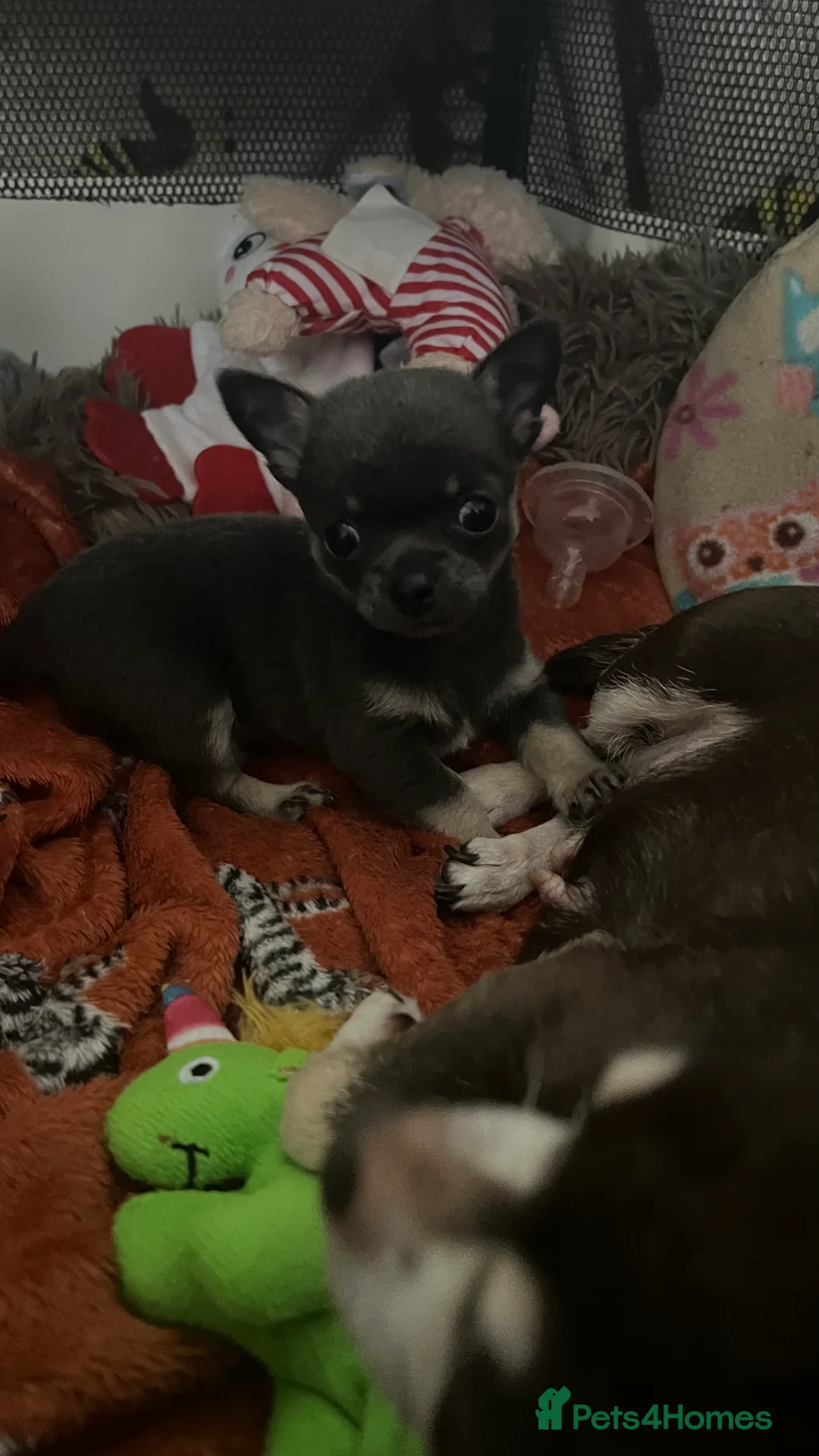 Chihuahua dogs for sale: KC Registered Blue and Tan little boy - Advert 1