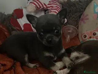 Chihuahua dogs KC Registered Blue and Tan little boy - Advert 15