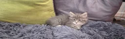 Maine Coon cats for sale: Maine coon kitten  - Advert 25