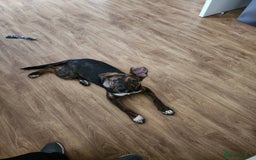 Mixed Breed dogs for sale: 11 month old staffy x Belgian Mali  - Image 6