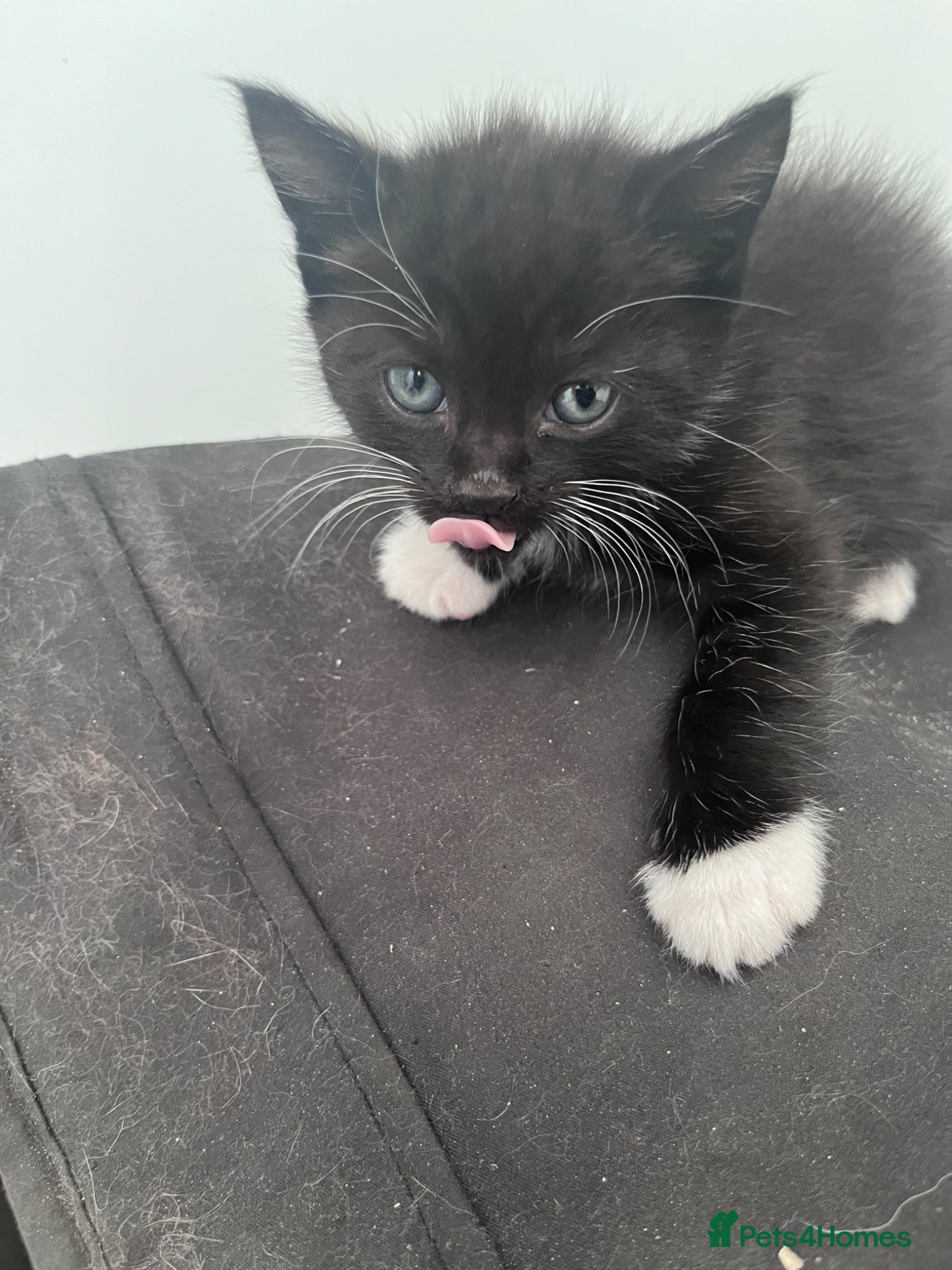 Mixed Breed cats for sale: Beautiful kittens in Southsea - Advert 12