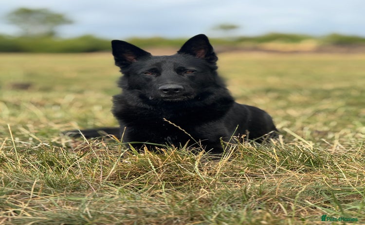 Belgian Shepherd Dog dogs - Advert 4