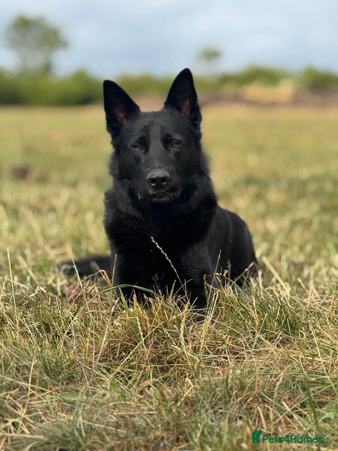 Belgian Shepherd Dog dogs for sale: A real good boy - Image 1