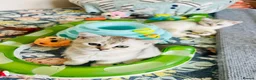 Scottish Fold cats for sale: BEAUTIFUL KITTENS LOOKING FOR THEIR FOREVER HOMES! - Advert 29