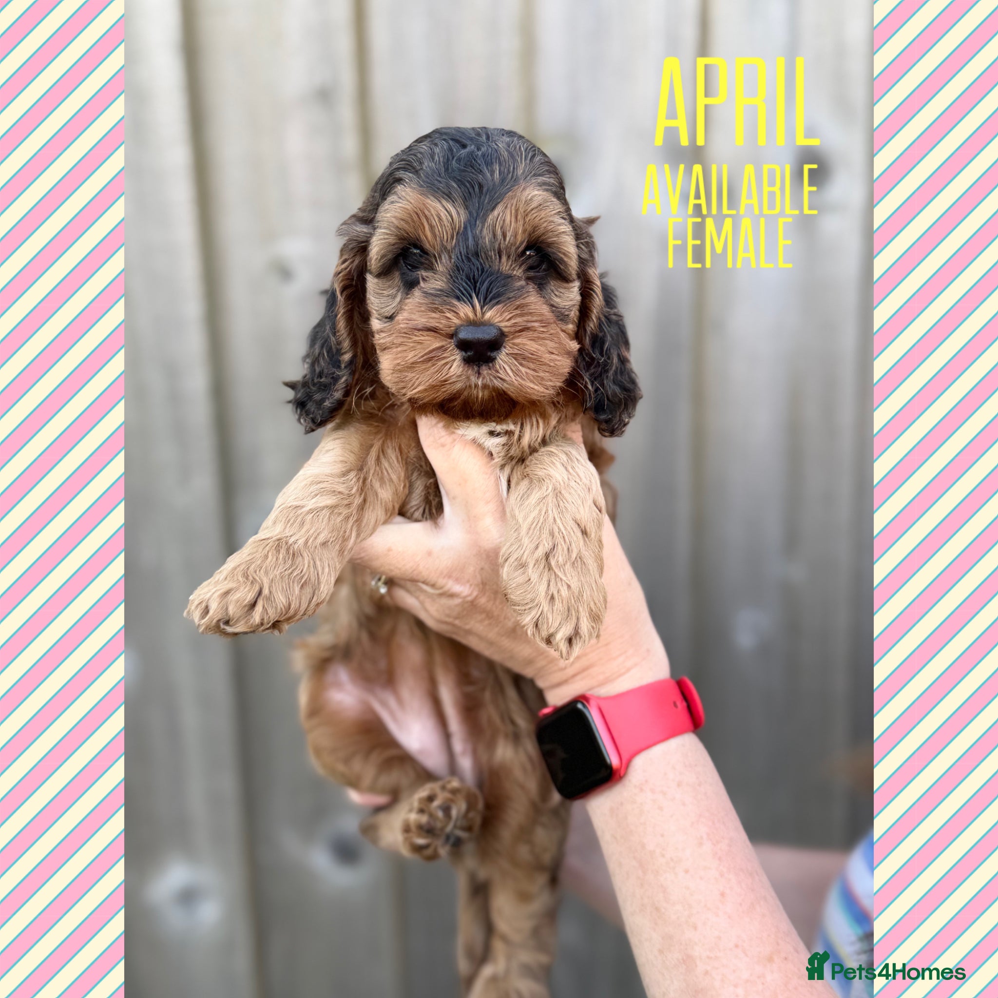 Cockapoo dogs F1 cockapoo puppies READY THIS SATURDAY  - Advert 4