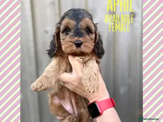 Cockapoo dogs F1 cockapoo puppies READY THIS SATURDAY - Advert 4