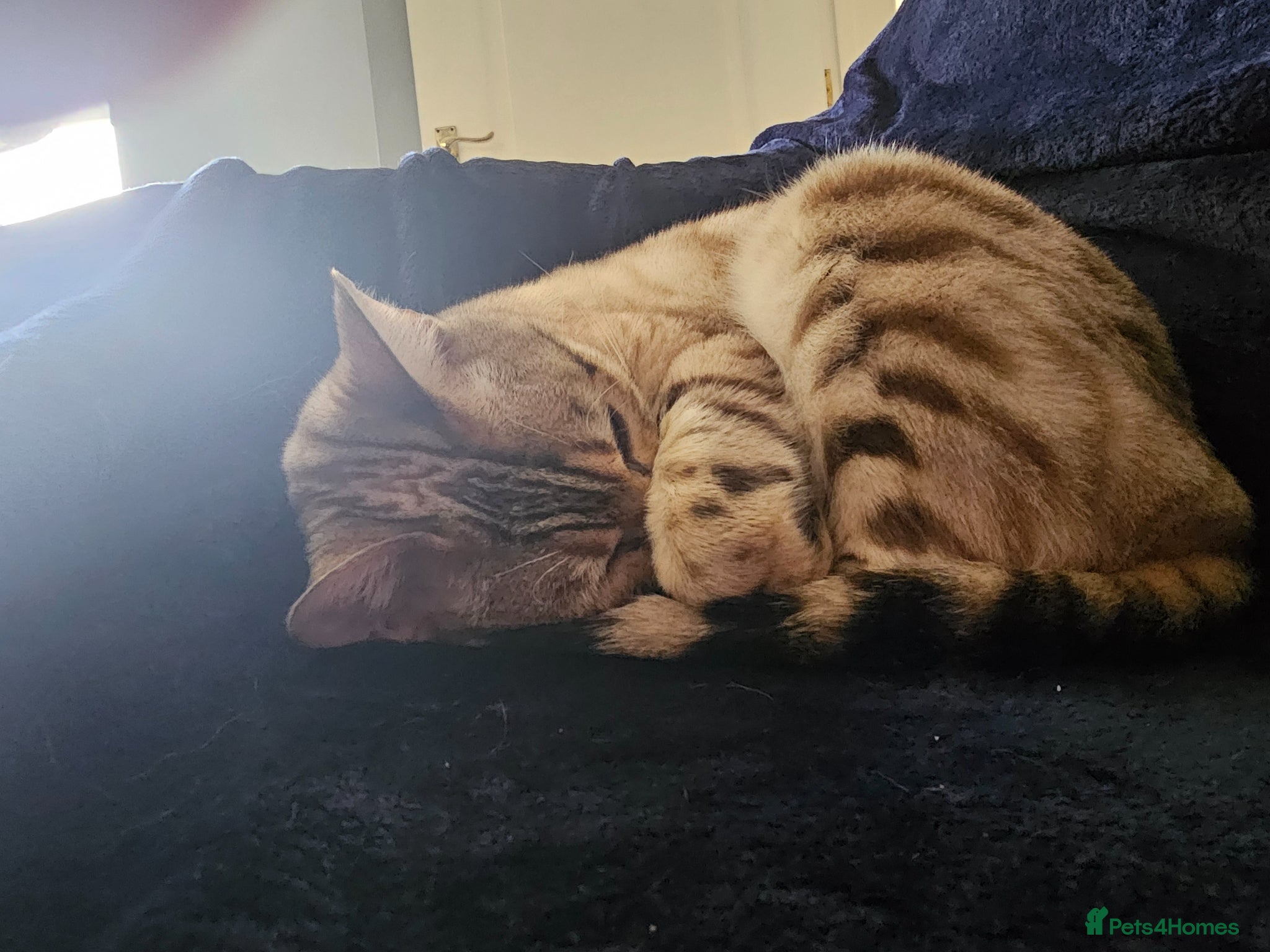 Bengal cats Snow bengal for sale 4 year old - Advert 12