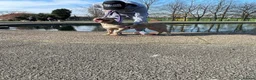 American Bully dogs for sale: Female standard American bully abkc  in Grimsby - Advert 4